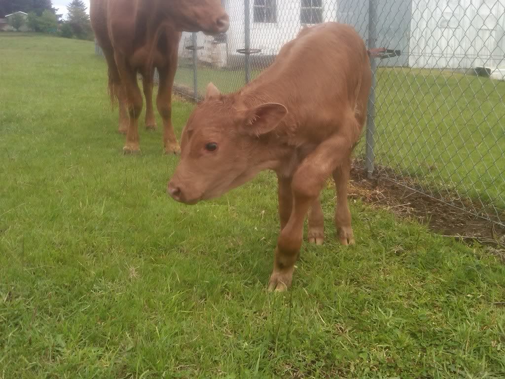 A Baby Calf