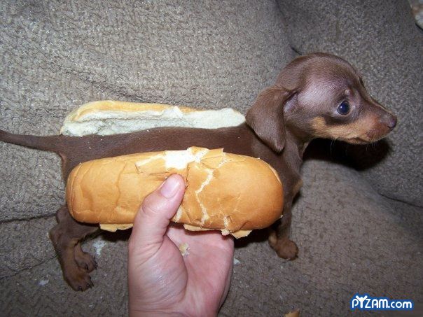 hotdogpuppy-1.jpg