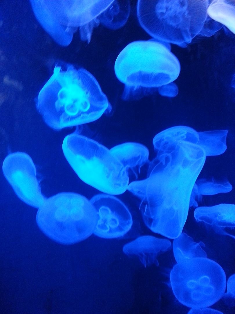  photo jellyfish_zpsb2e6b764.jpg
