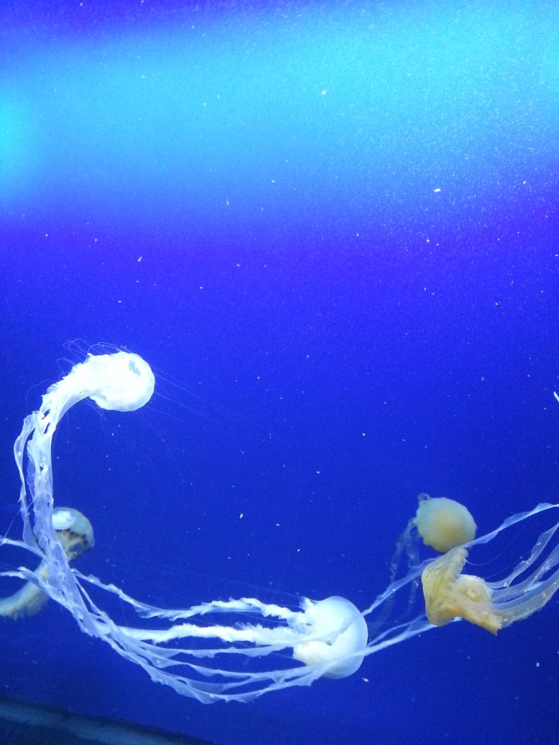  photo jellyfishaquarium_zps163cf8da.jpg