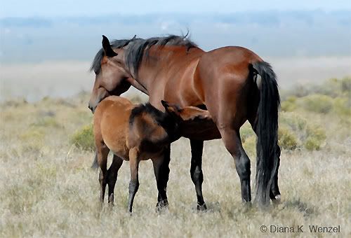 Horses Nursing