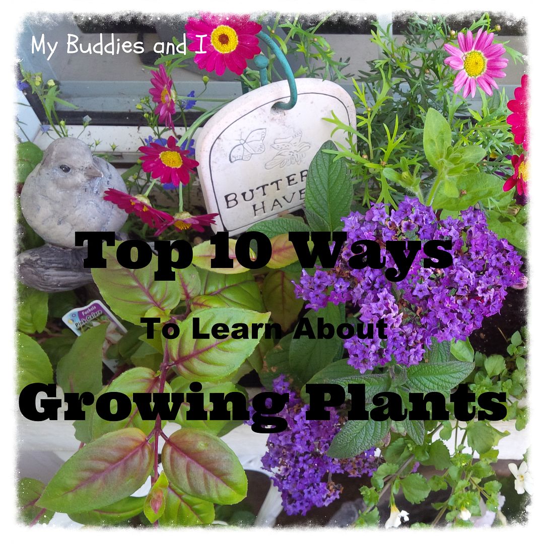 Growing Plants photo 832aeb8c-c73b-4f20-b846-d78201e4e584.jpg