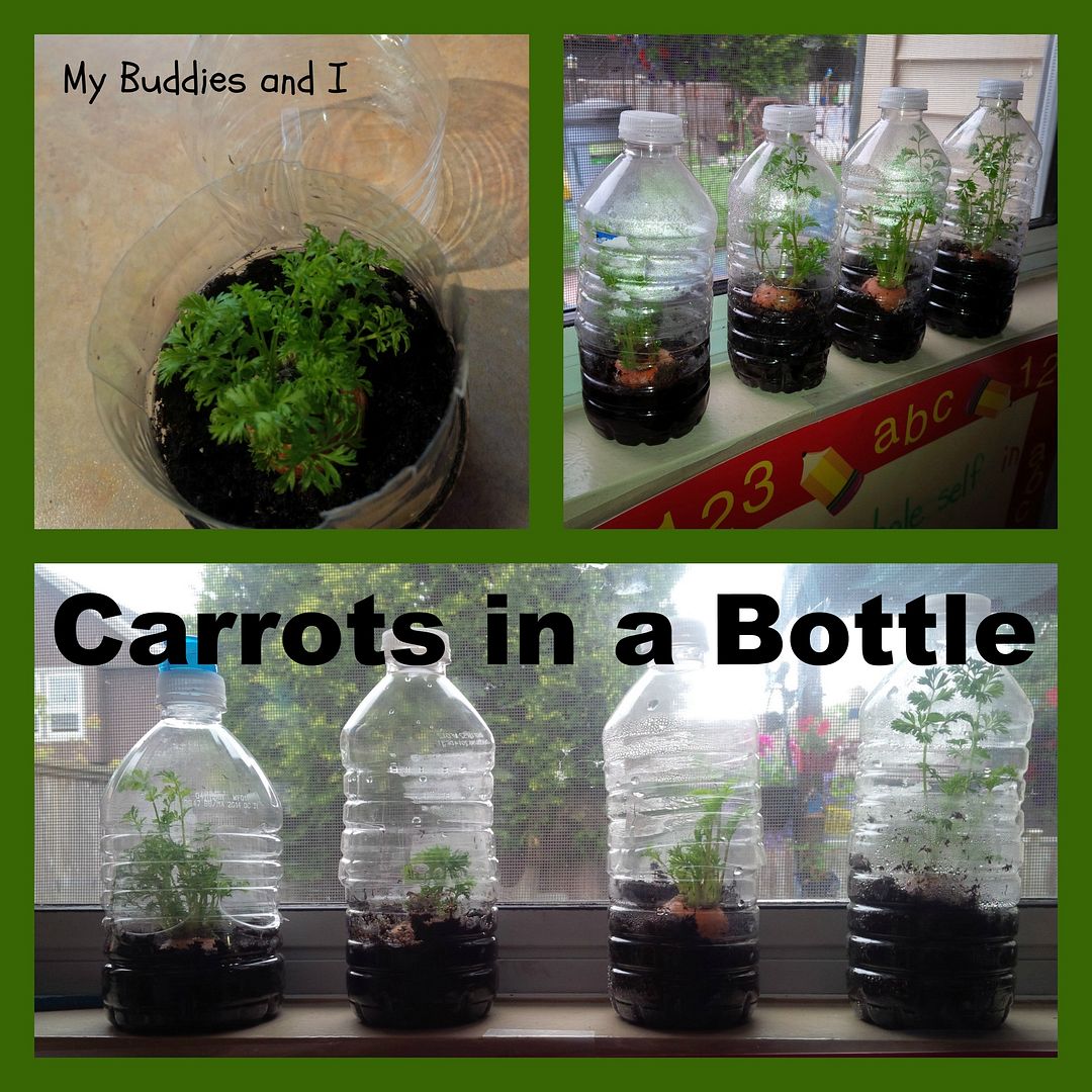 Carrots in Bottles photo CarrotTopBottles.jpg