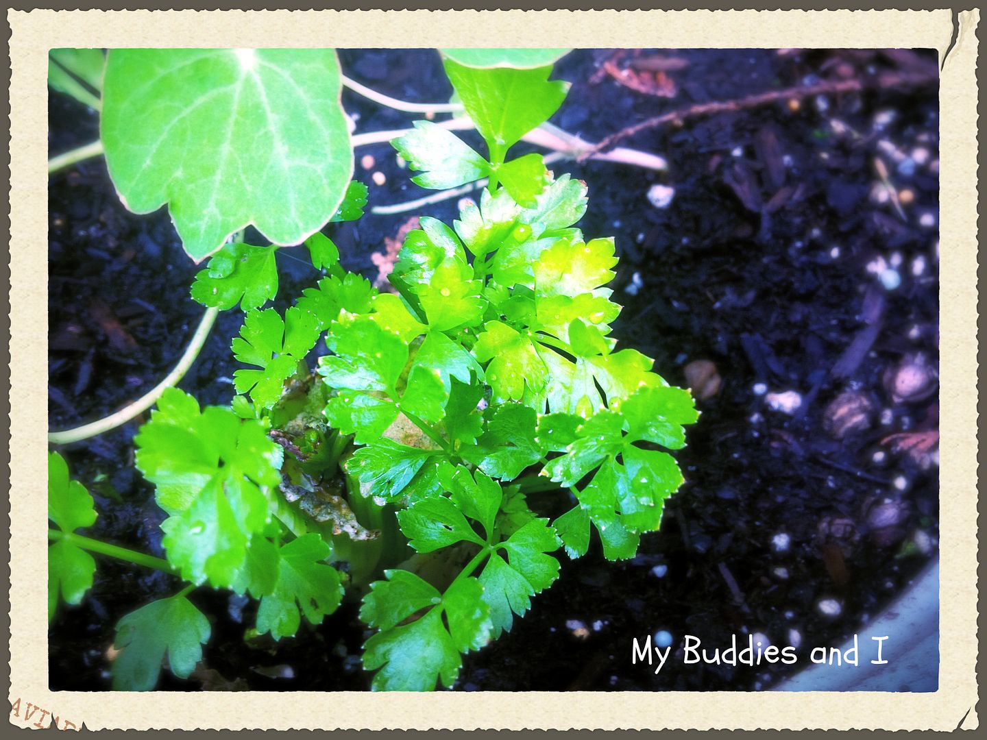 celery photo IMG_00000701.jpg