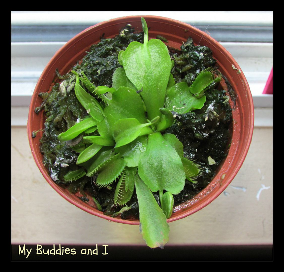 photo VenusFlyTrap.jpg