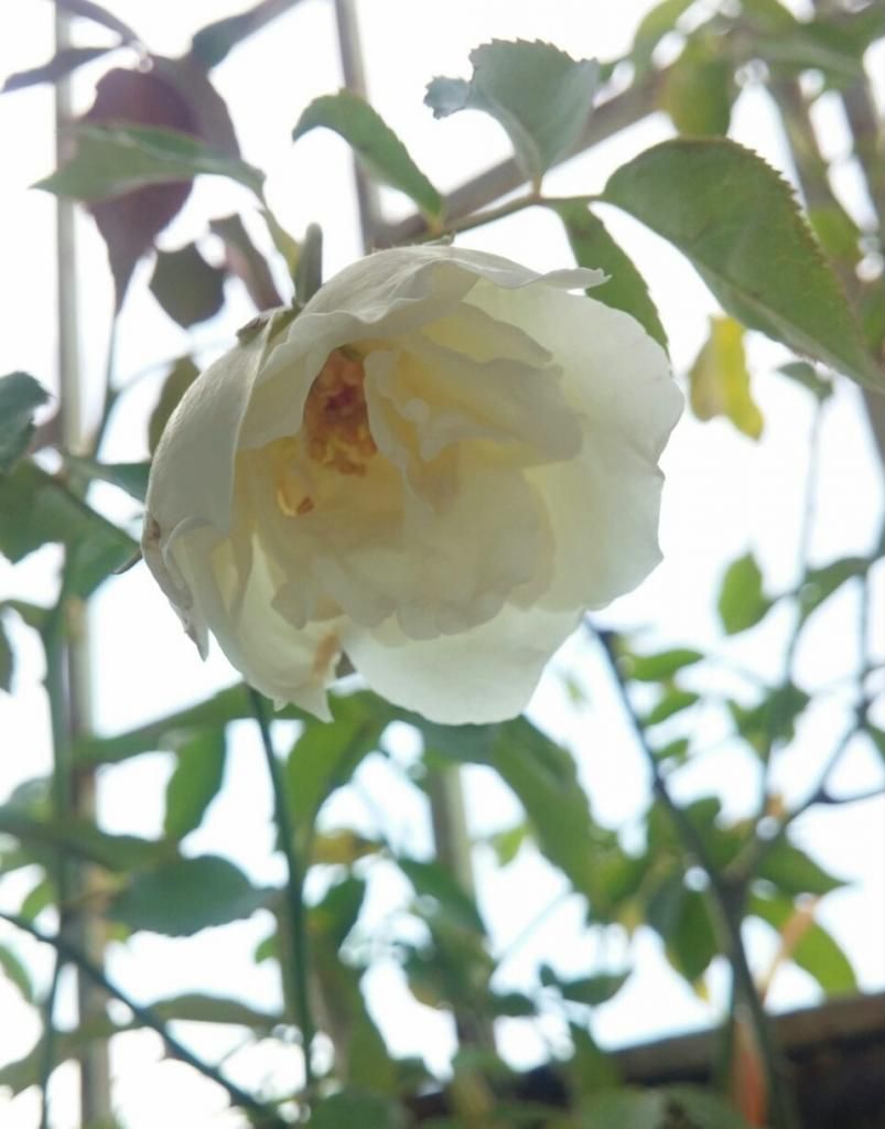 Bán Hồng ngoại các loại - Hồng leo và Hồng bụi - 5