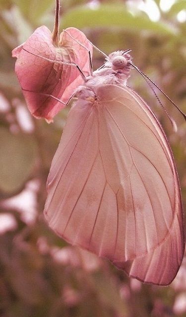  photo Cedwyn Celebration of her life pink butterfly on a bleeding heart flower_zps7y5zwi2v.jpg