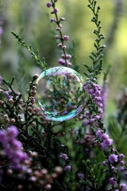  photo Cedwyn bubble in the purple flowers_zpsraxgvfly.jpg
