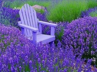  photo Cedwyn sitting amidst the purple flowers_zps1gneqipu.jpg