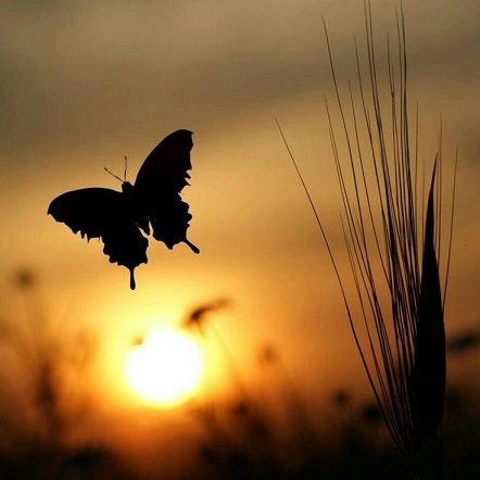  photo butterflyatsunset_zps3906c5c6.jpg