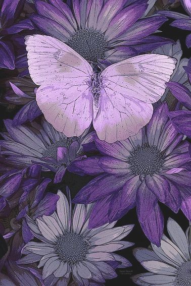  photo purple butterfly picture_zpsngvv9i8k.jpg