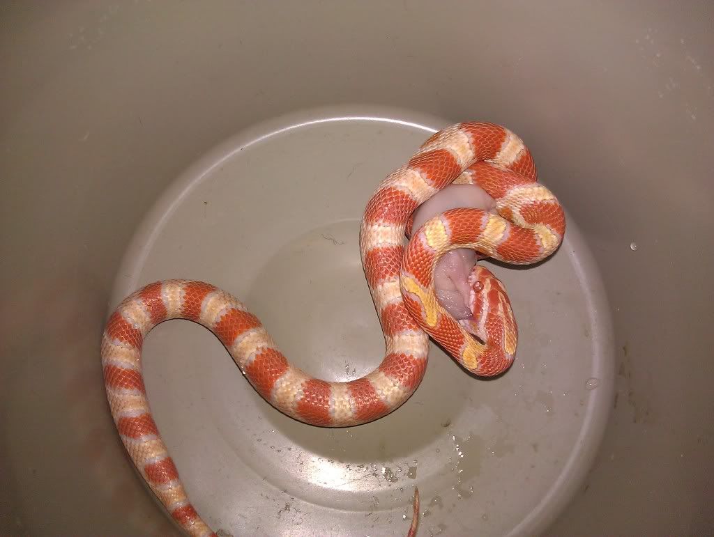 Fancy Corn Snake