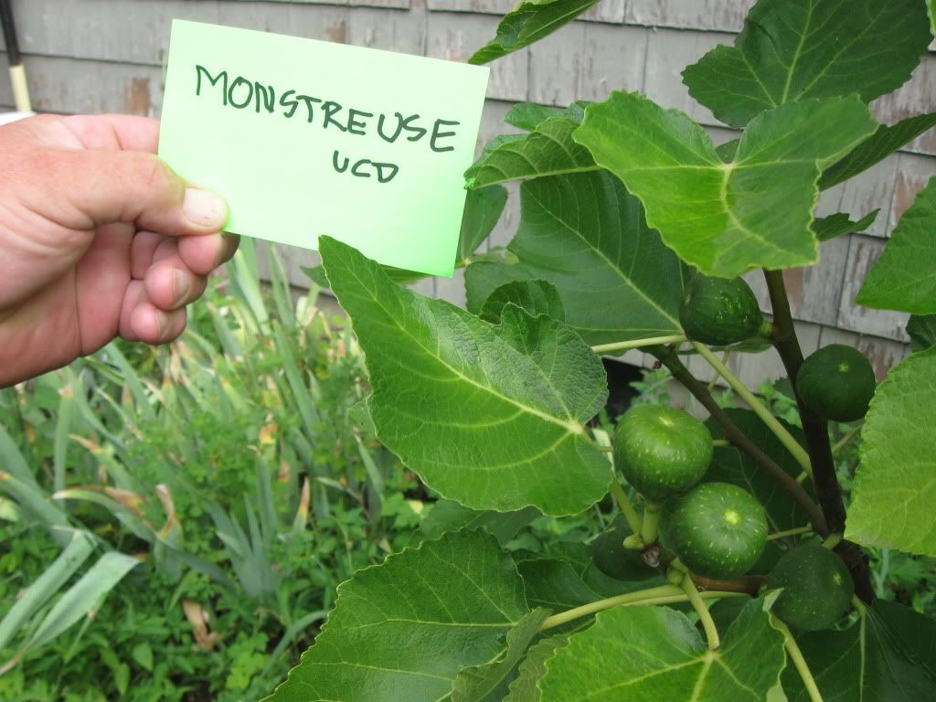 IMG_0282.jpg Monstreuse UCD