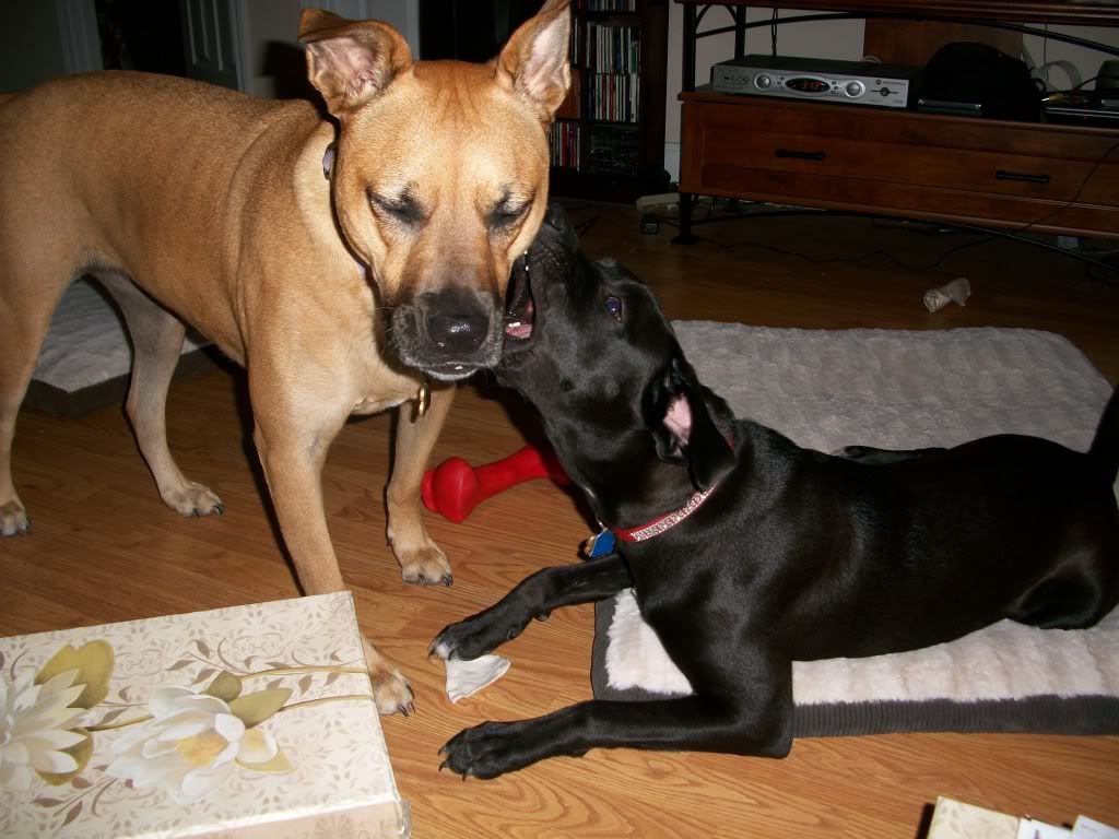 Bri giving Rosie a Love Bite