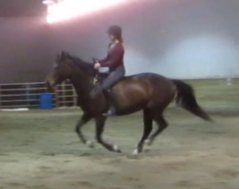 Jumping, and bridleless/tackless riding on Zoe The Horse Forum