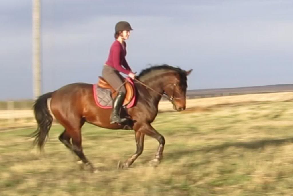 Jumping, and bridleless/tackless riding on Zoe The Horse Forum