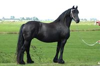 Renate