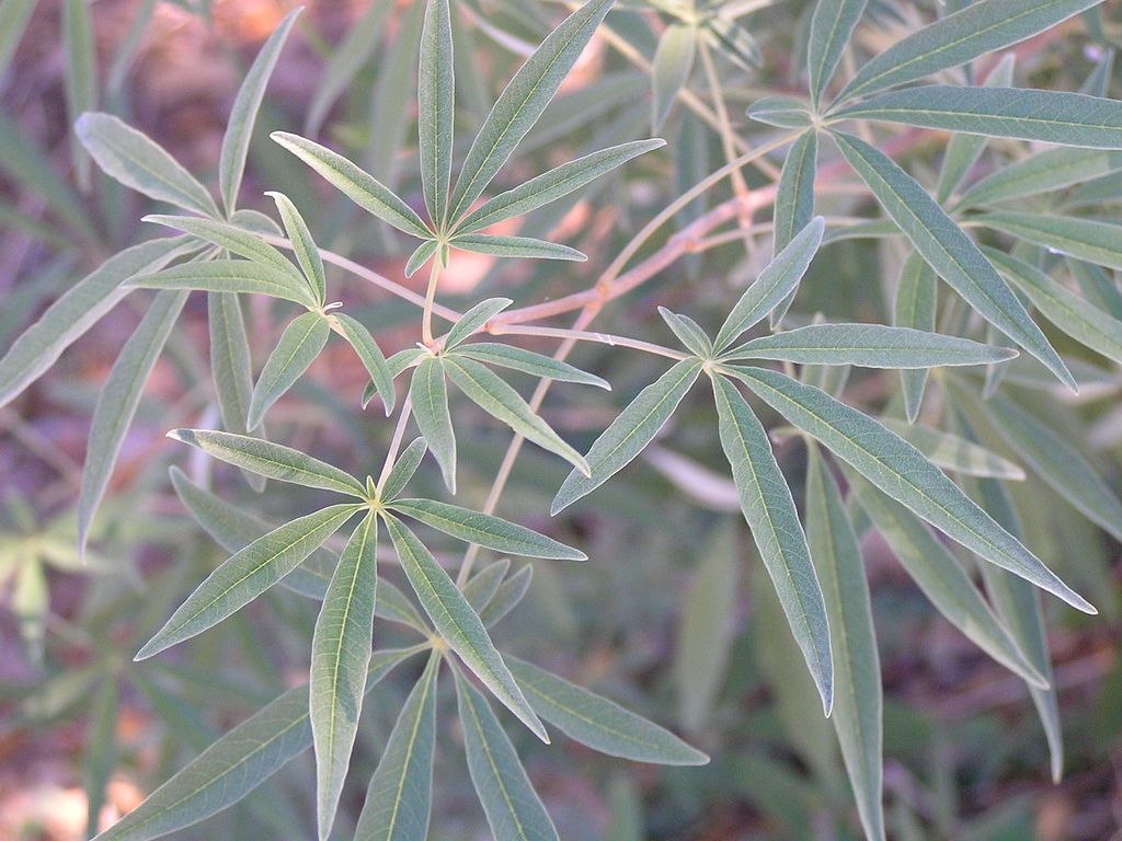  photo Foliage_of_Vitex_agnus-castus_in_Texas_zps953397da.jpg