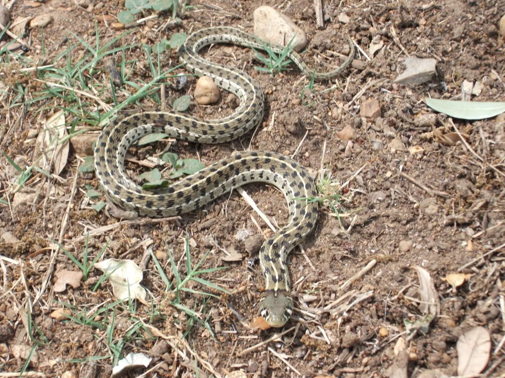 What sort of snake is this? (photo) - Homesteading Questions