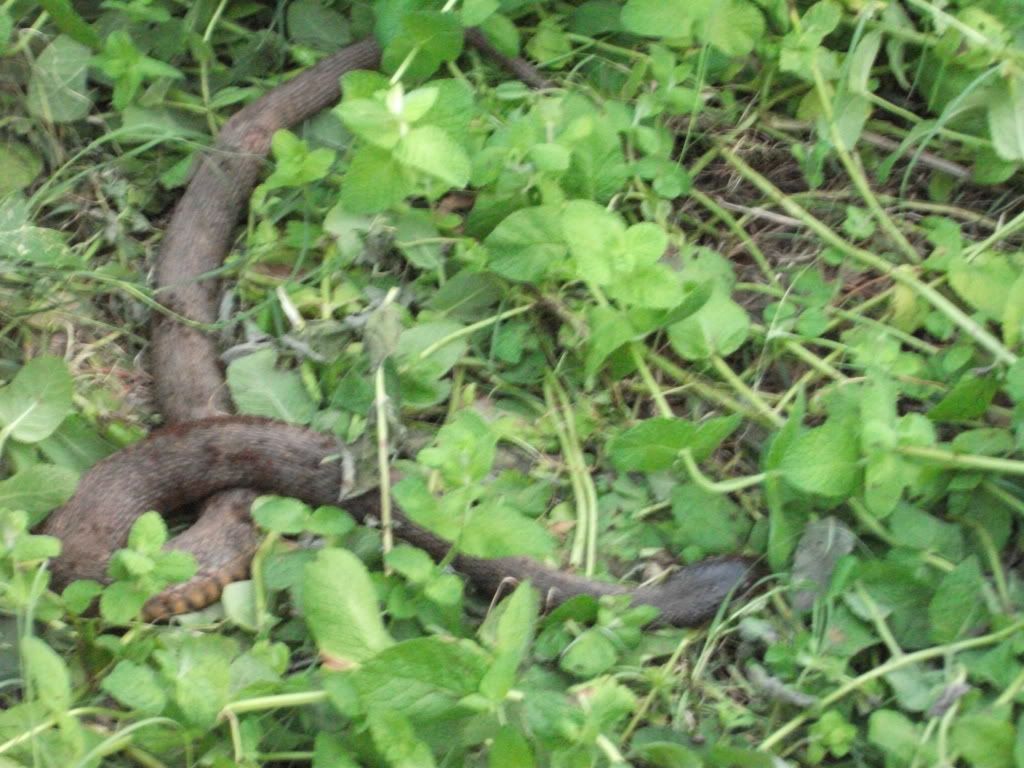 *warning snake pic id .. and strawberries - Homesteading Questions