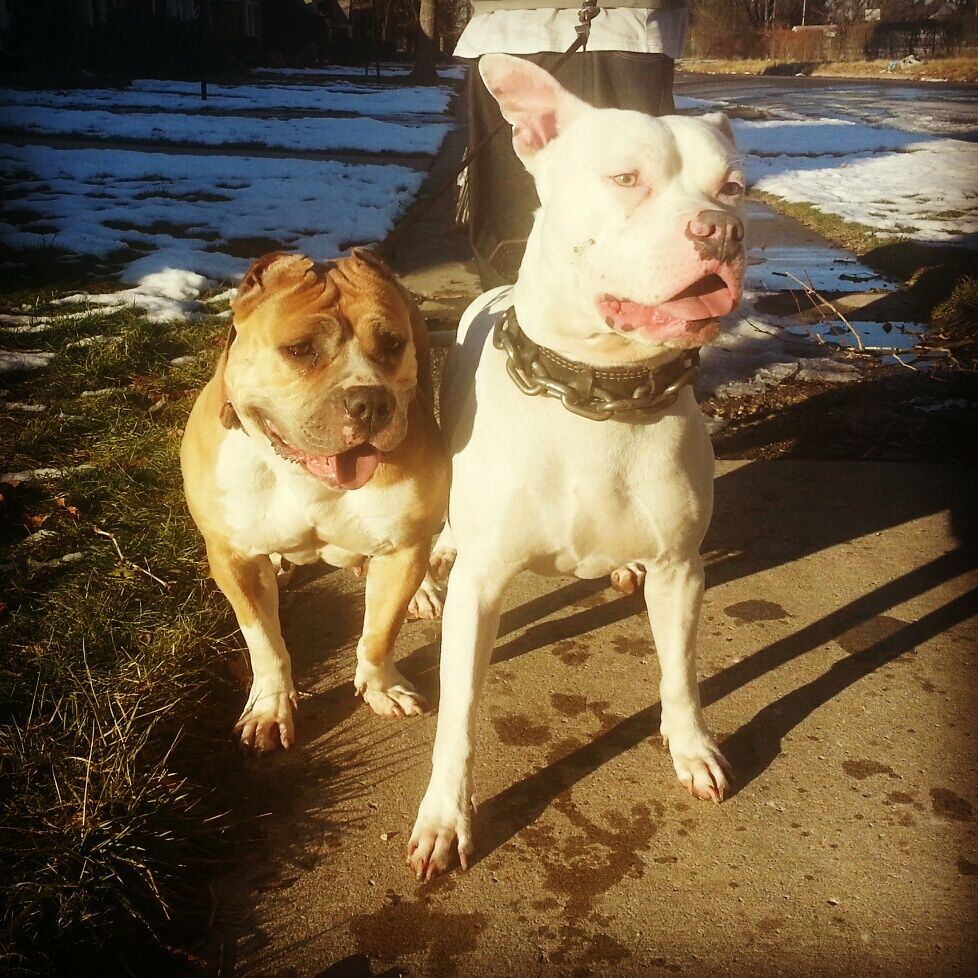 pitbull bloodline dna test