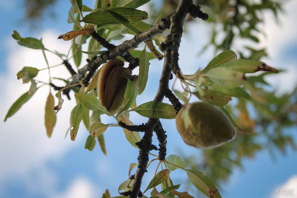 olijvenboom