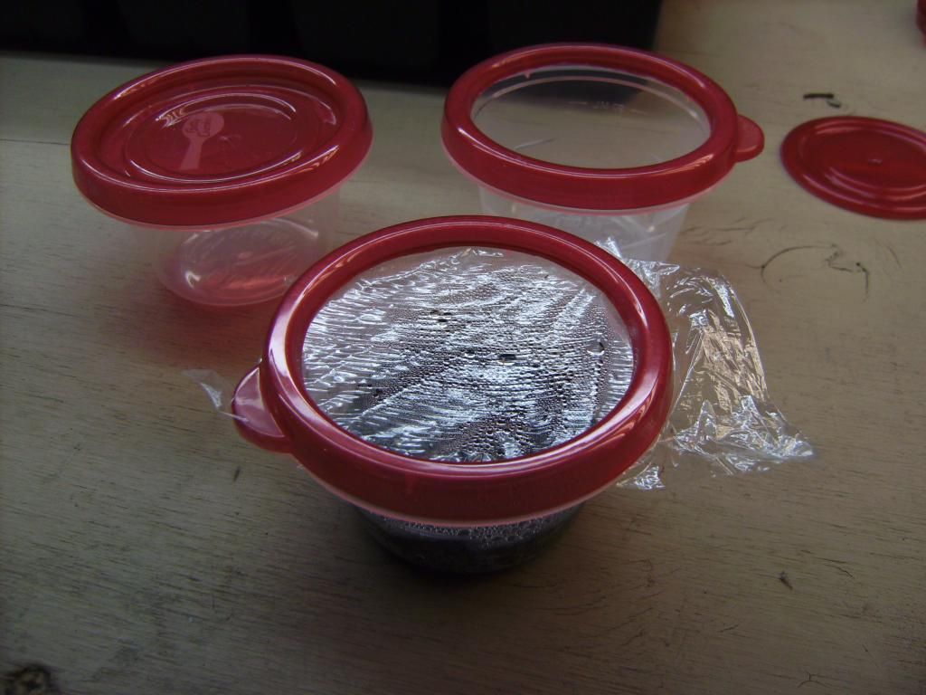 Seed Germination Set Up Advice Please