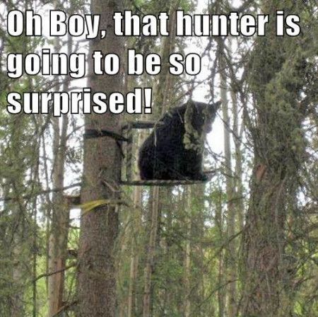 Bear Surprise