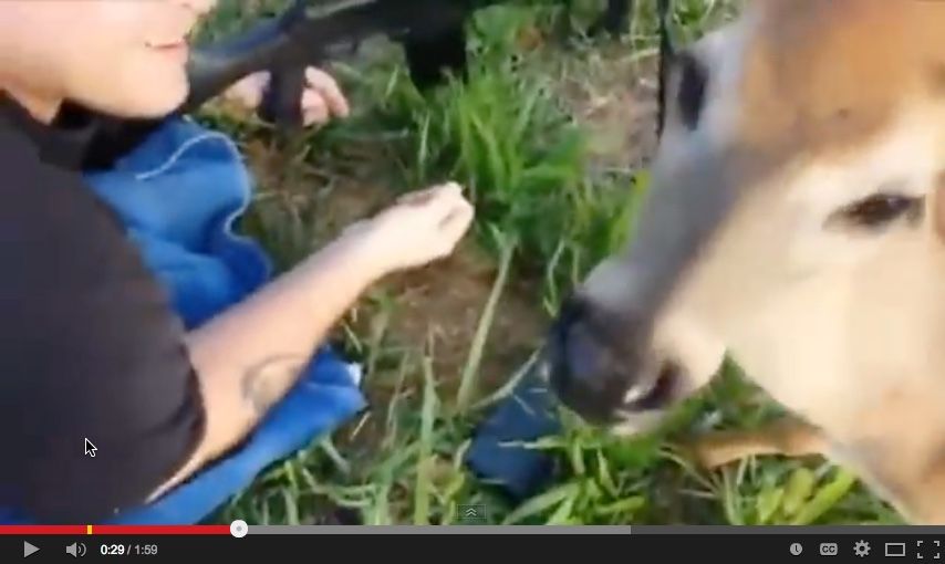 Deer Licks Gun