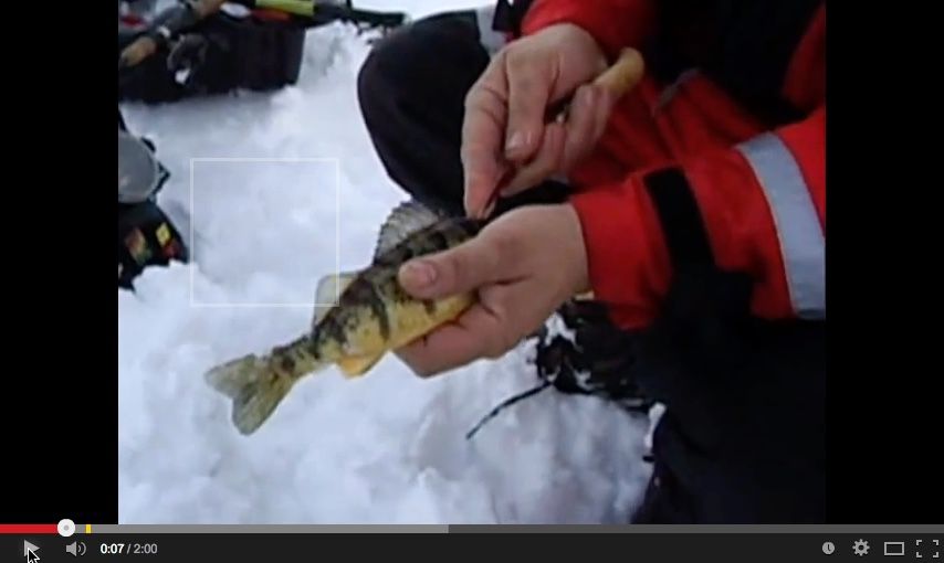 How To Clean A Perch In 10 Seconds